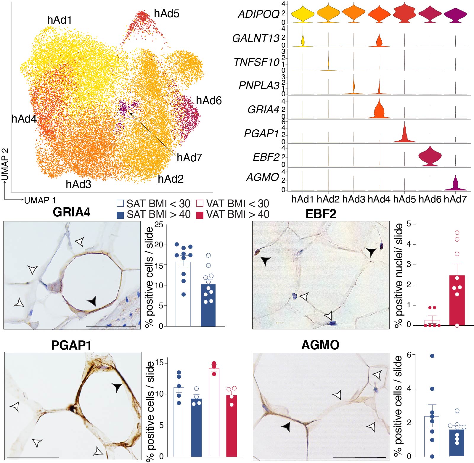 A single cell atlas of human and mouse white adipose tissue