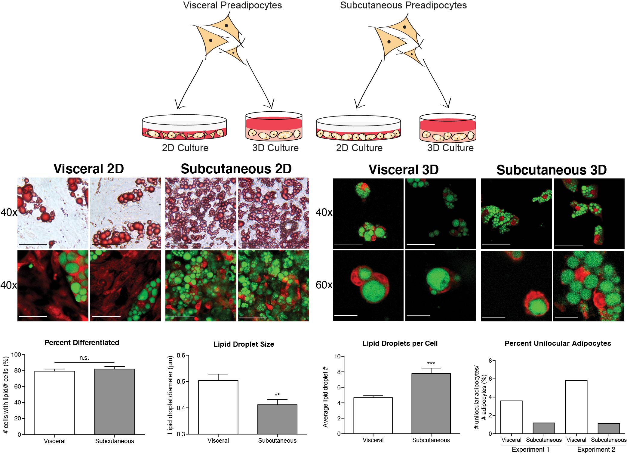 Using a 3D Culture System to Differentiate Visceral Adipocytes In Vitro.
