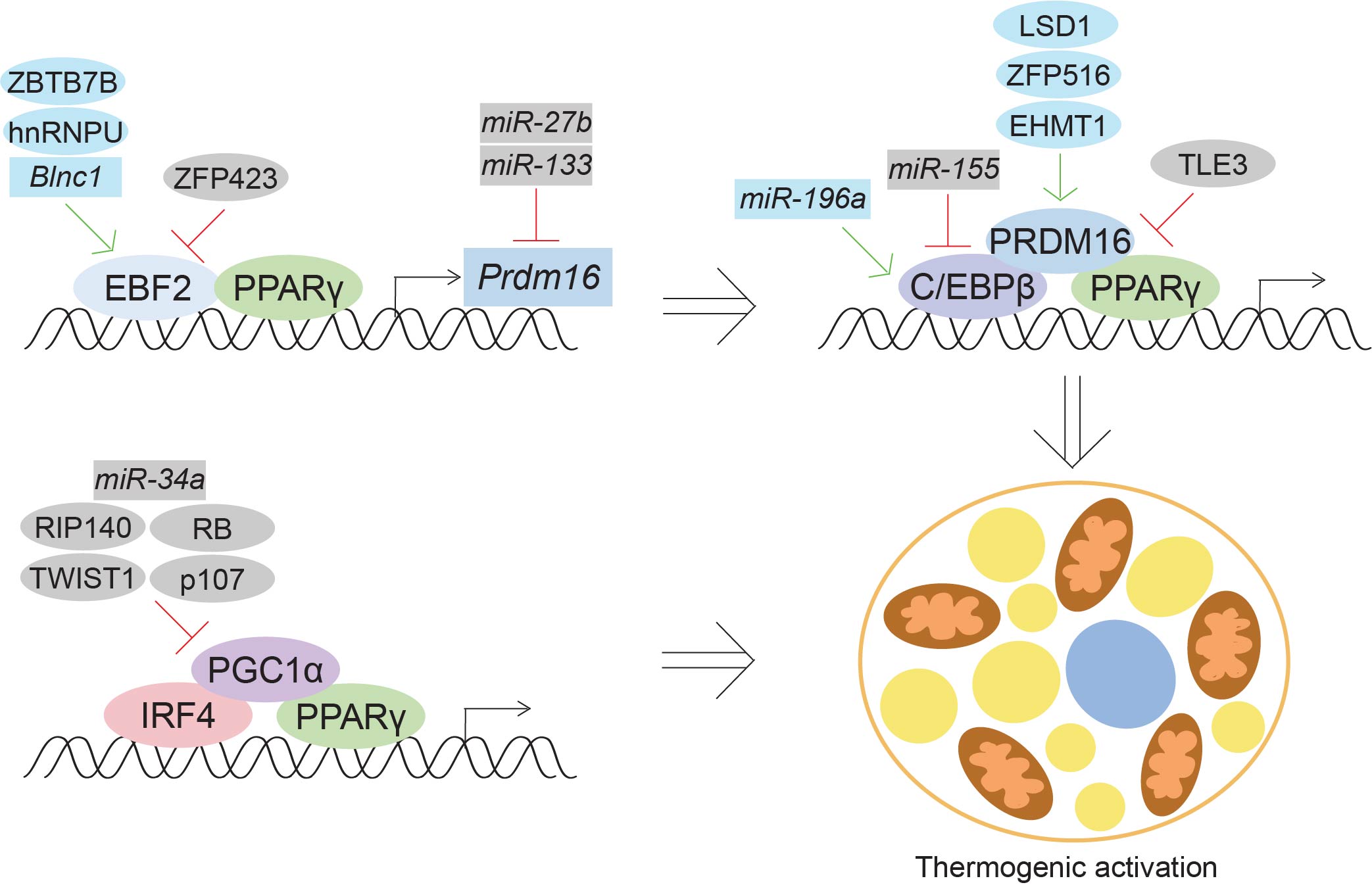 Development, activation, and therapeutic potential of thermogenic adipocytes