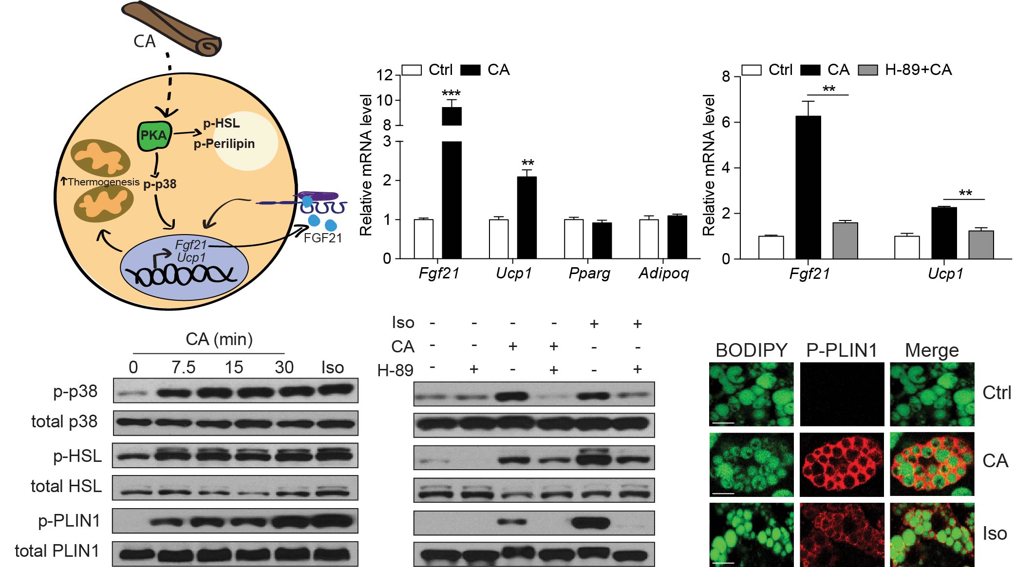 Cinnamaldehyde induces fat cell-autonomous thermogenesis and metabolic reprogramming