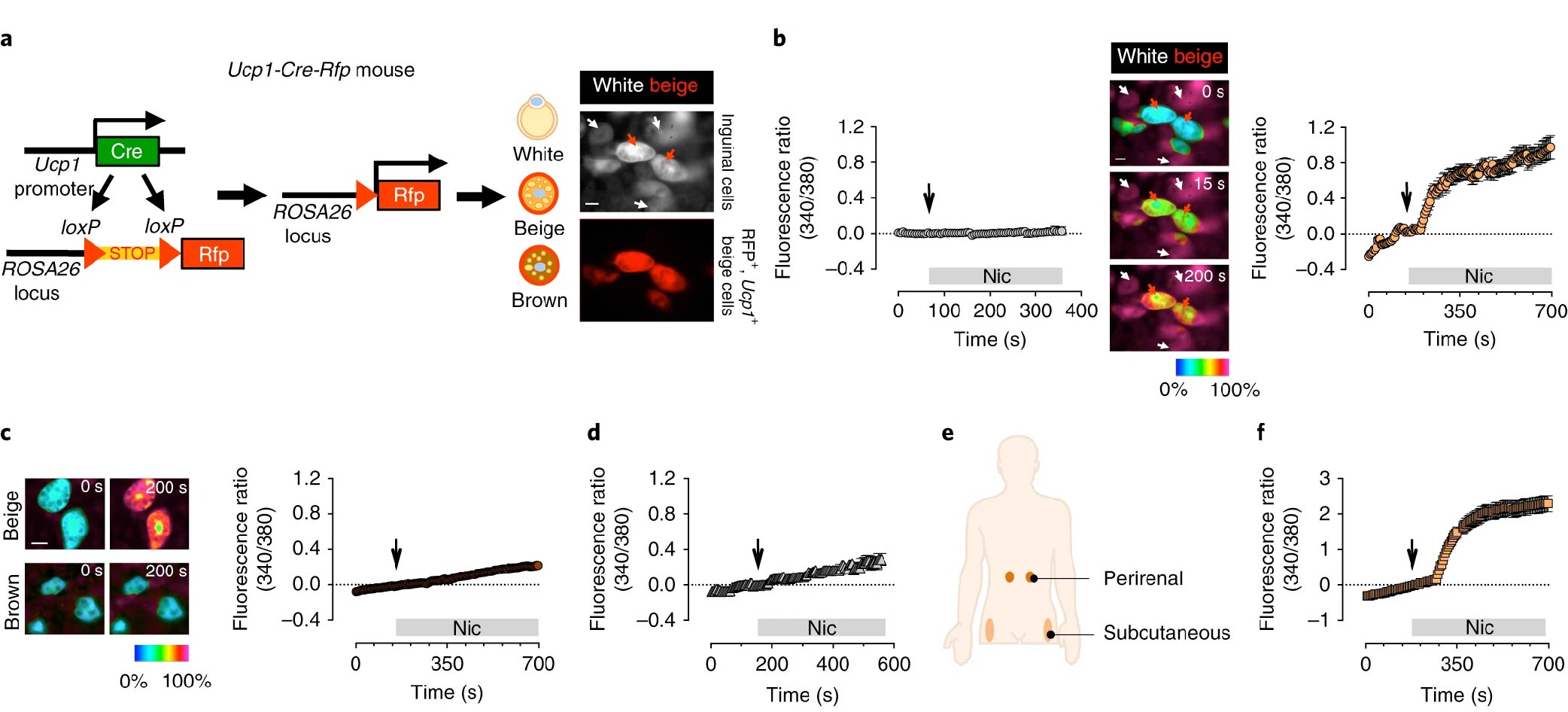 An immune-beige adipocyte communication via nicotinic acetylcholine receptor signaling